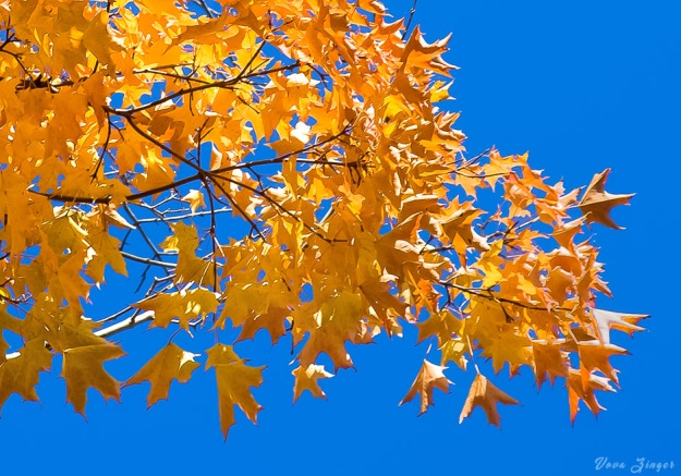 Yellow leaves against the blue sky