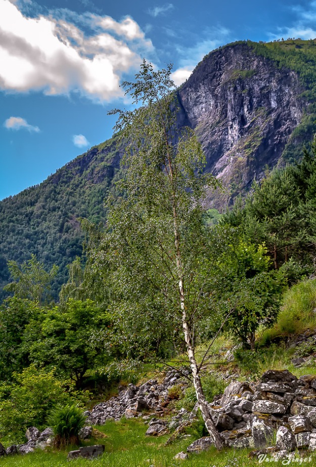 Birch on a mountainside, Norway