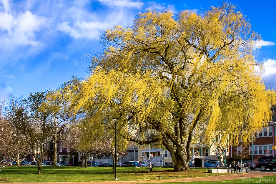 Weeping old willow