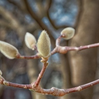Willow buds